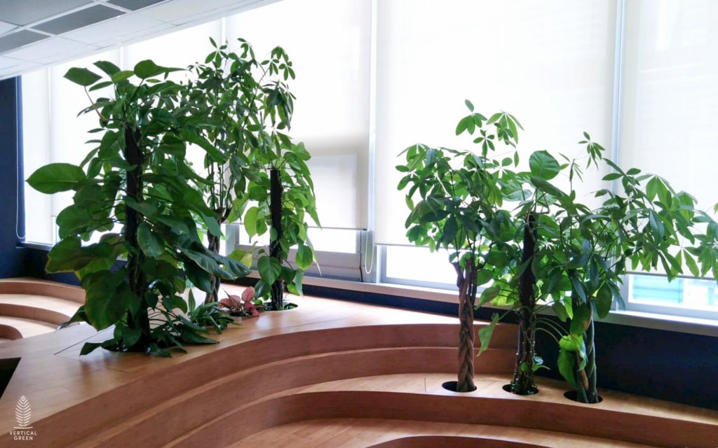 office planters singapore rental plants