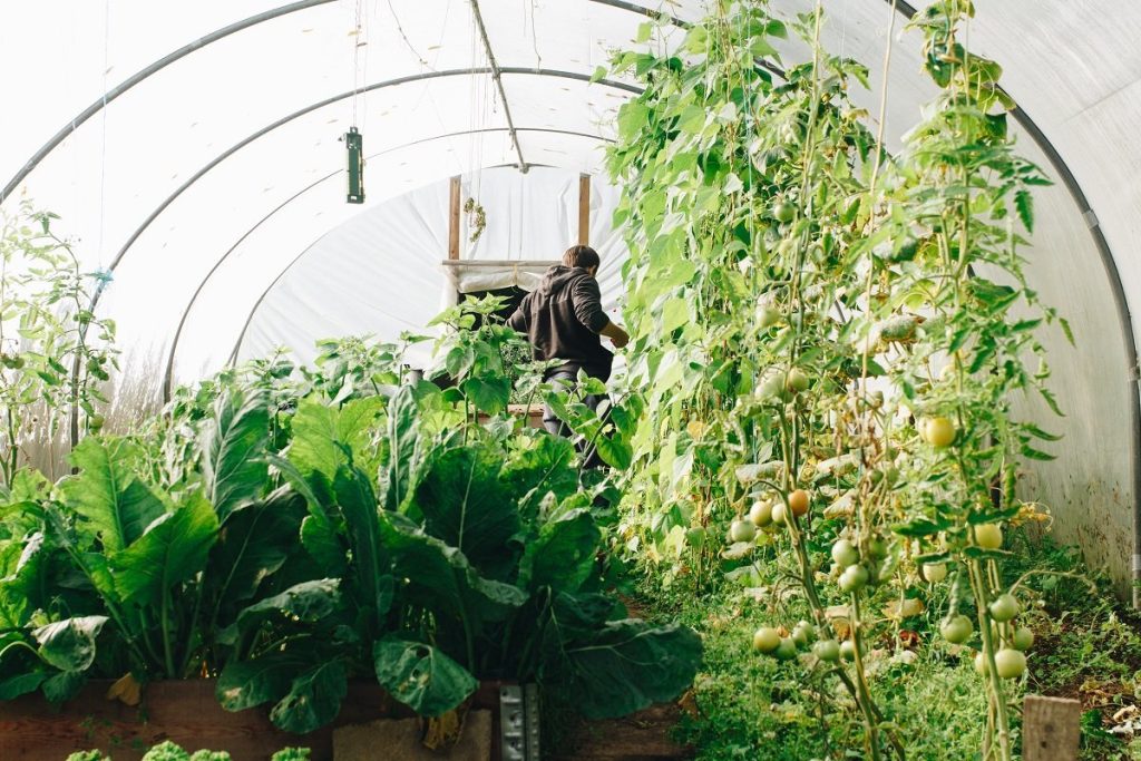man in a greenhouse
