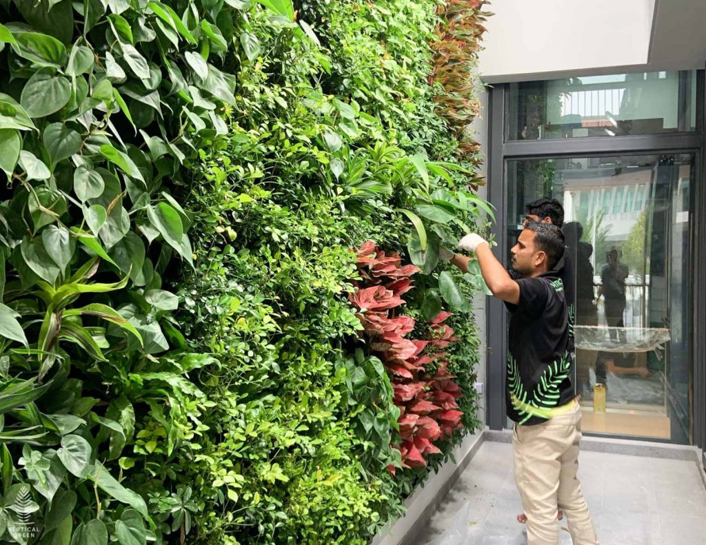 Saint Helier's Ave, Green wall installation maintenance Singapore