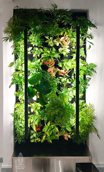 Vertical Green's Indoor Live Green Wall