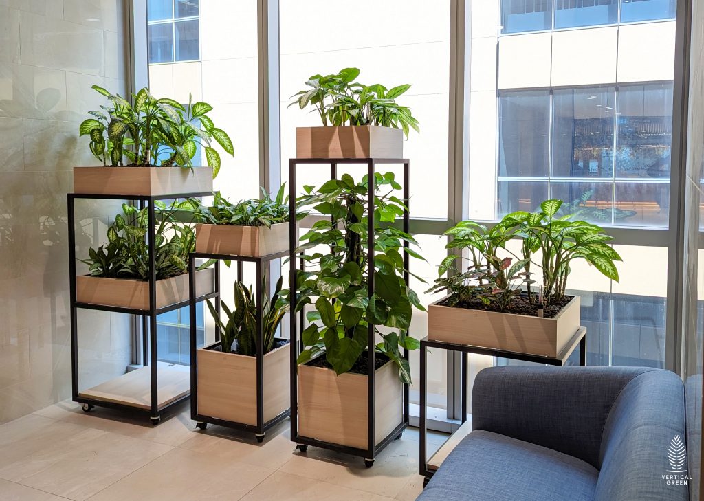 potted plants, plant pots, pots, plants, living room plants, office plants