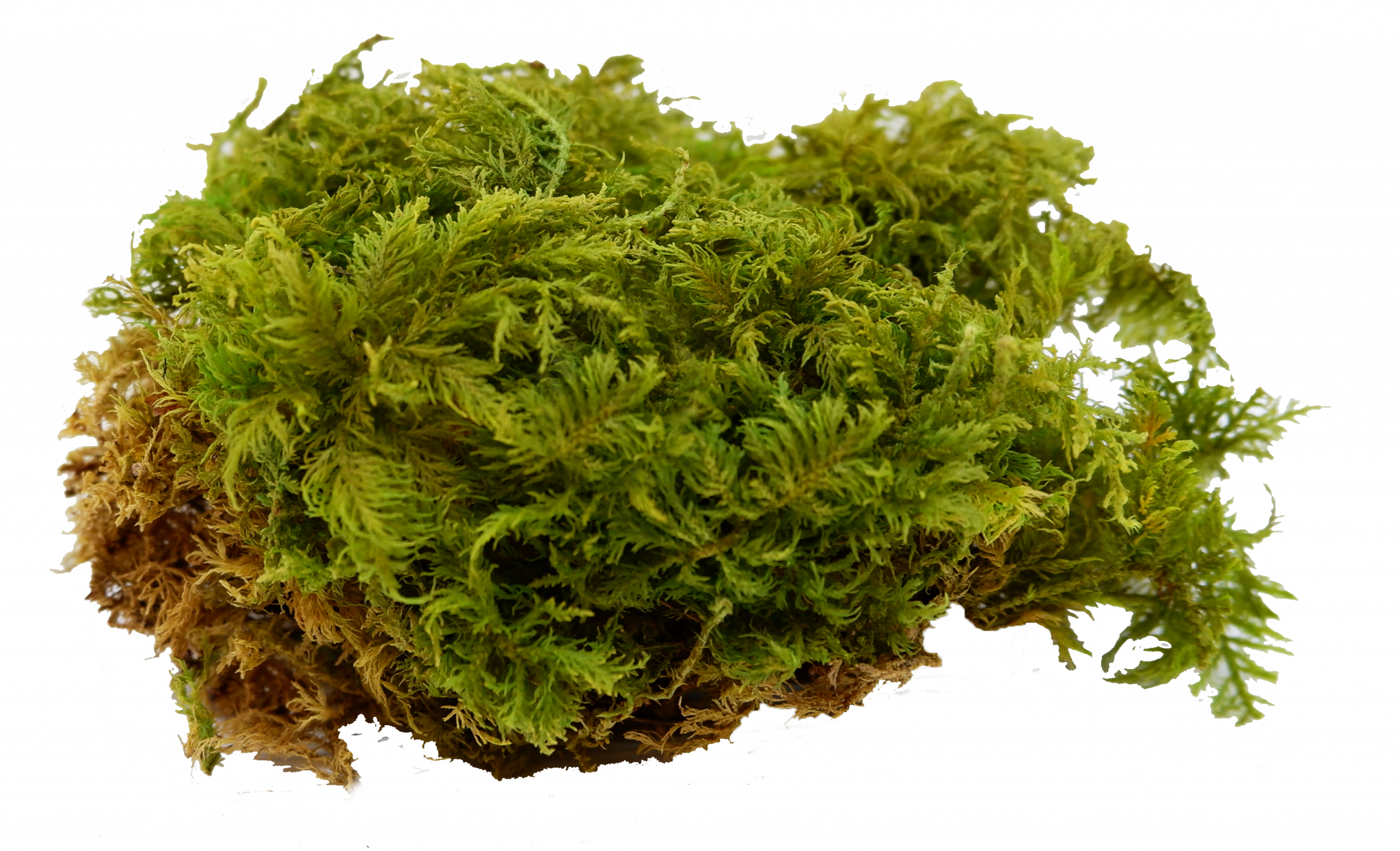 Moss Size Nature's Canvas: The Colourful World of Moss Walls