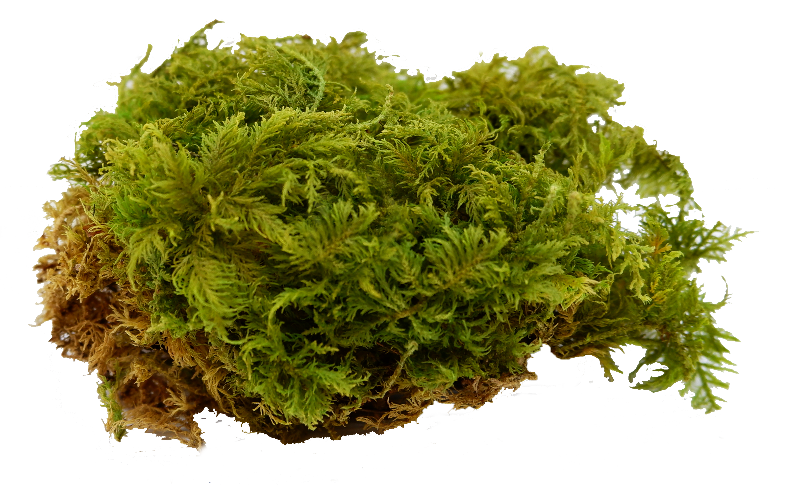 Commercial moss walls installation Indoor moss walls for office decor Sustainable moss wall systems for businesses Biophilic design with moss walls in commercial spaces Custom moss walls for corporate environments Commercial-grade moss wall panels Office lobby moss wall designs Maintenance-free moss walls for businesses Sound-absorbing moss walls for offices Corporate branding with moss walls