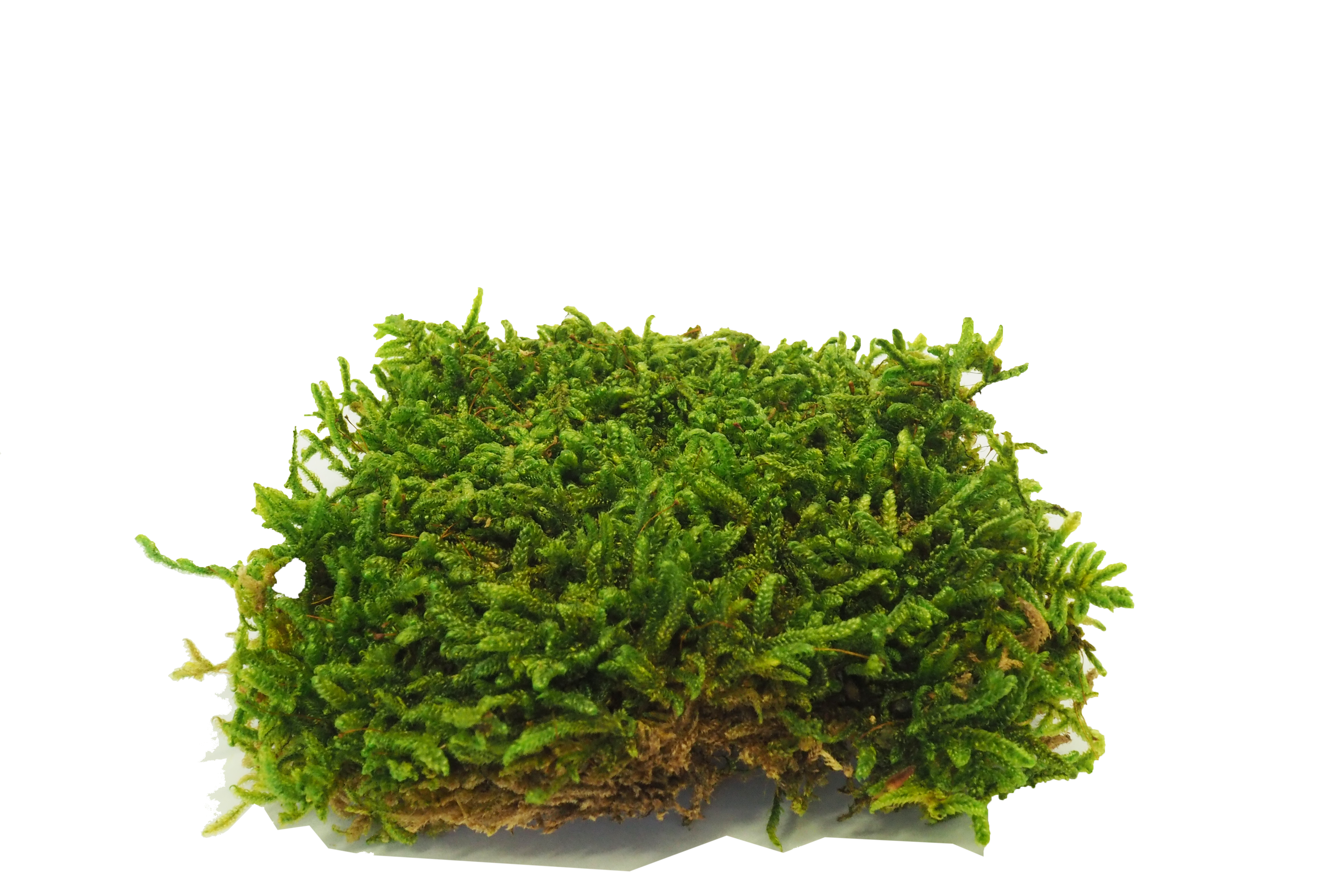 Commercial moss walls installation Indoor moss walls for office decor Sustainable moss wall systems for businesses Biophilic design with moss walls in commercial spaces Custom moss walls for corporate environments Commercial-grade moss wall panels Office lobby moss wall designs Maintenance-free moss walls for businesses Sound-absorbing moss walls for offices Corporate branding with moss walls