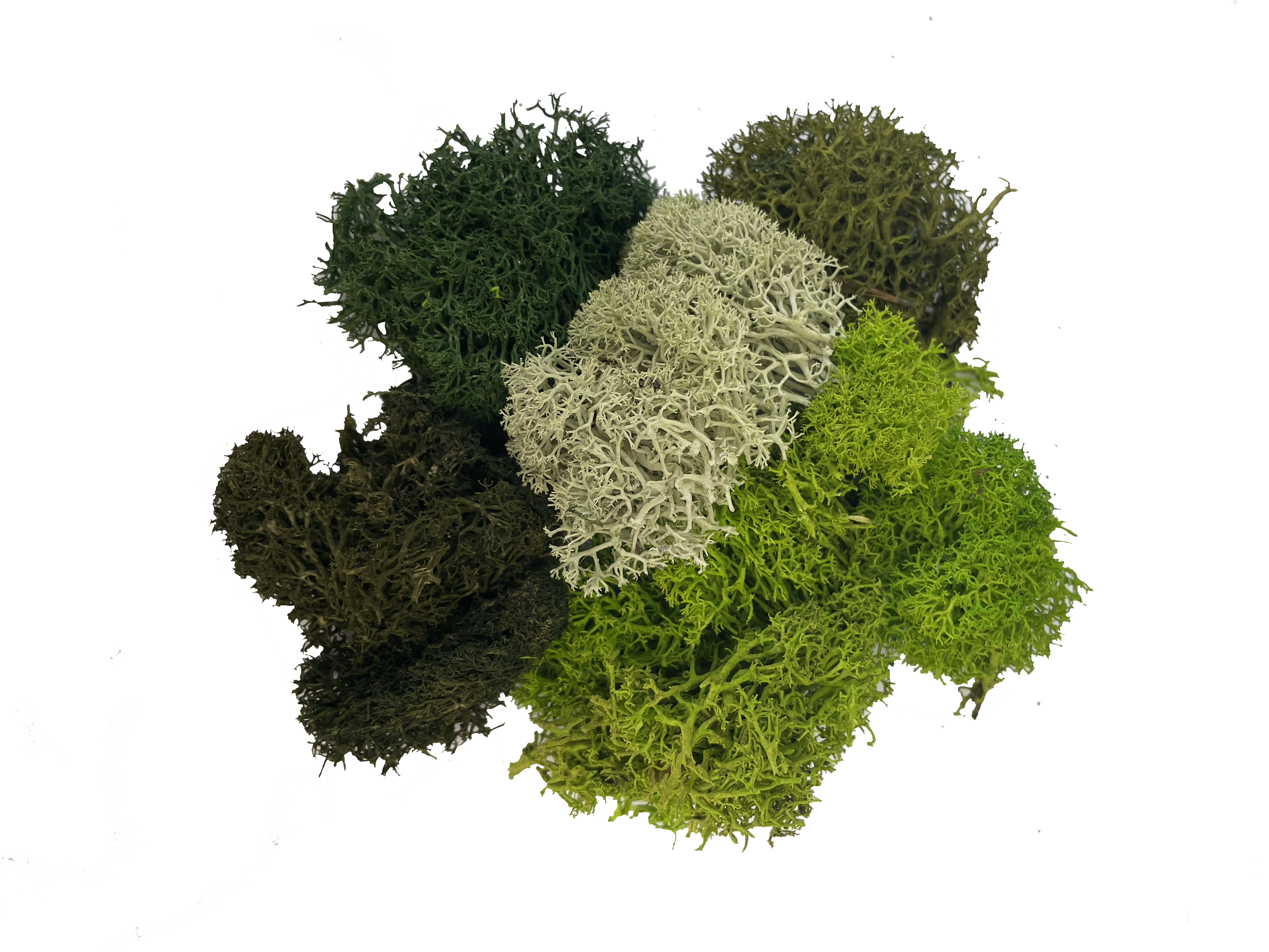 Commercial moss walls installation Indoor moss walls for office decor Sustainable moss wall systems for businesses Biophilic design with moss walls in commercial spaces Custom moss walls for corporate environments Commercial-grade moss wall panels Office lobby moss wall designs Maintenance-free moss walls for businesses Sound-absorbing moss walls for offices Corporate branding with moss walls