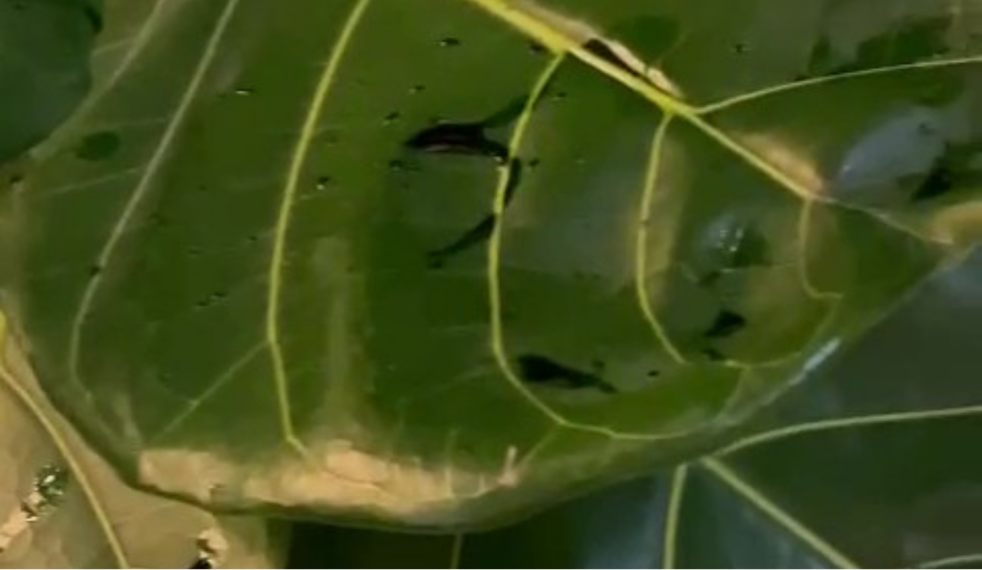 Preserved Green Plant Bleeding