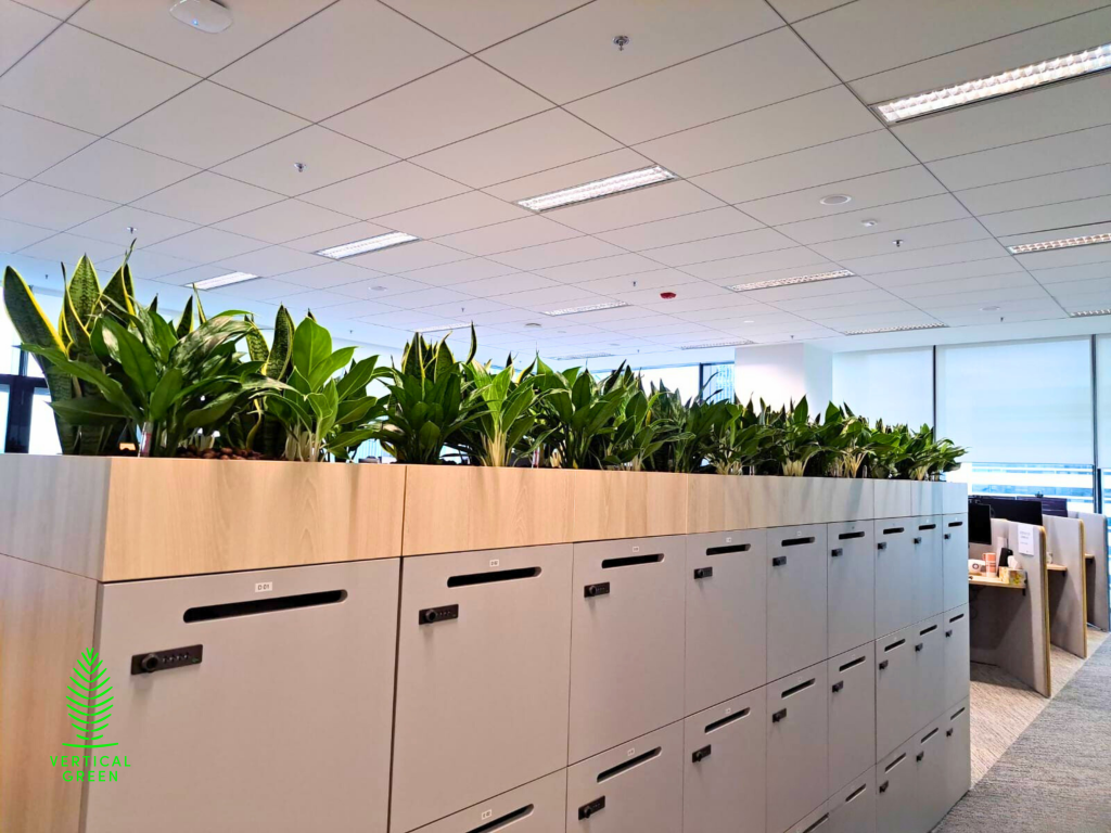 Potted Plants Singapore Office Plants Singapore Live Plants Singapore