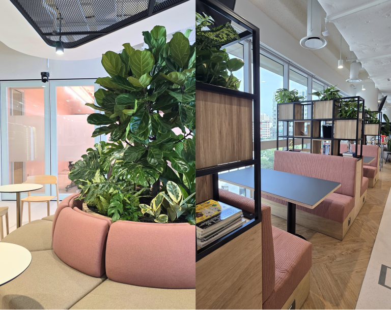 Potted Plants Singapore Office Plants Singapore