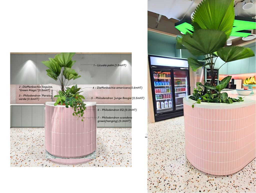 Potted Plants Singapore Office Plants Singapore