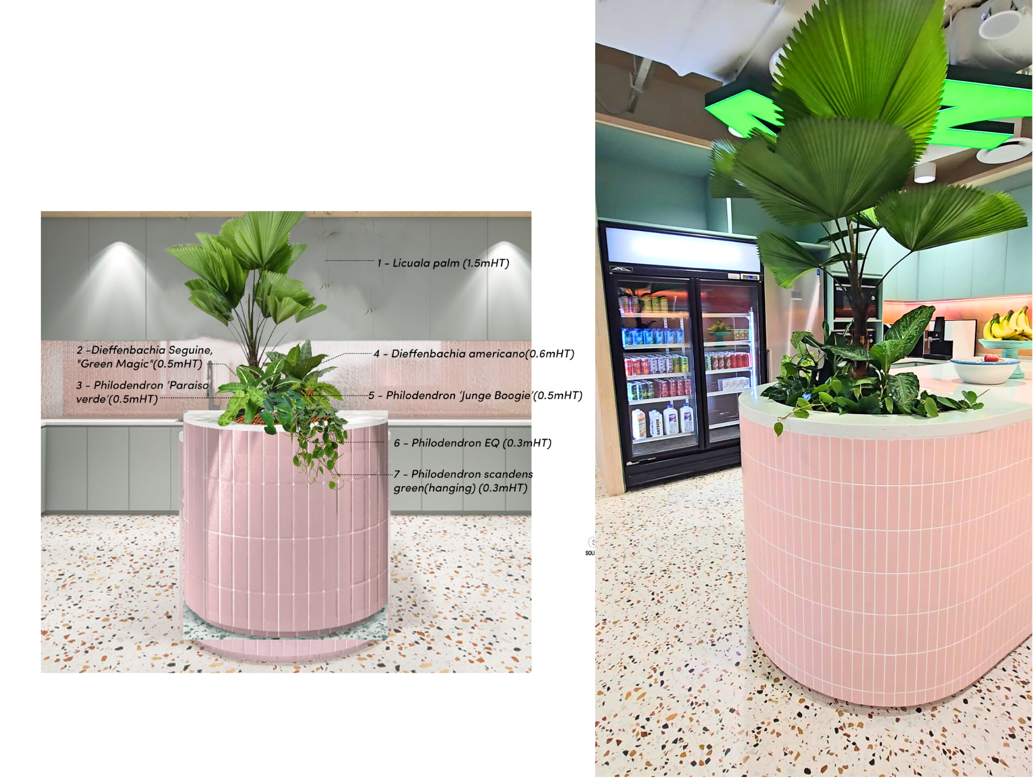 Potted Plants Singapore Office Plants Singapore