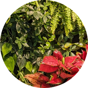 HyGro®Wall, live green wall structure & system