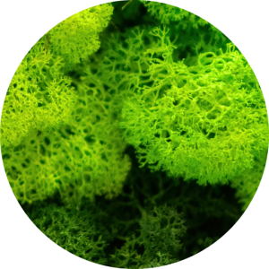 HyGro®Moss, preserved/artificial moss wall panels​