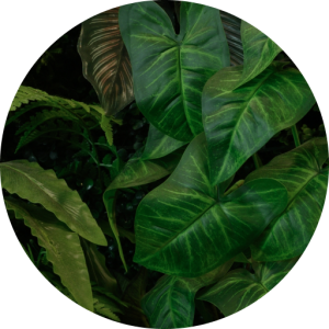 HyGro®Preserve, green wall of preserved plants​