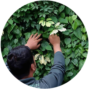 Greenery Maintenance