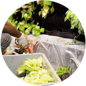 Greenery Replacement